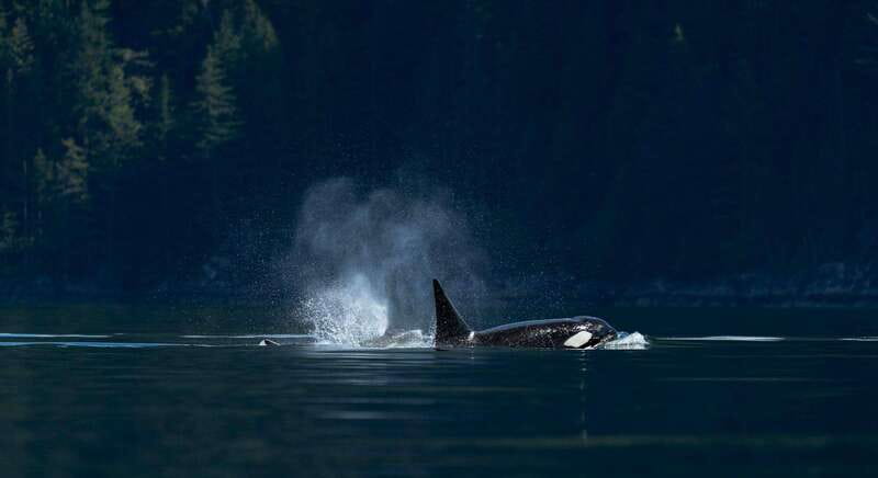 Campbell River: Whale Watching and Wildlife Viewing Day Tour - Zodiac vs Covered Vessel: Which Boat Fits Your Style