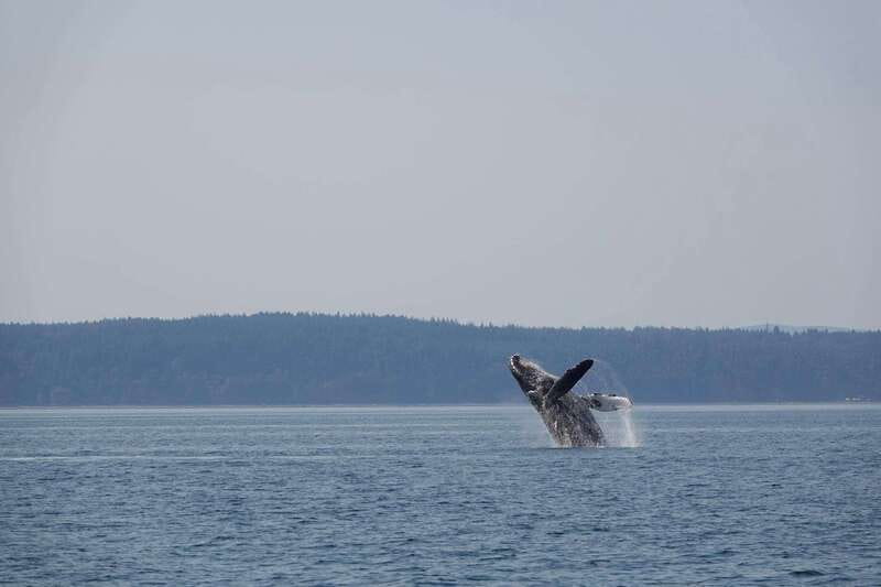Campbell River: Whale Watching and Wildlife Viewing Day Tour - Comfort Checklist: What to Bring for an 8-Hour Water Day