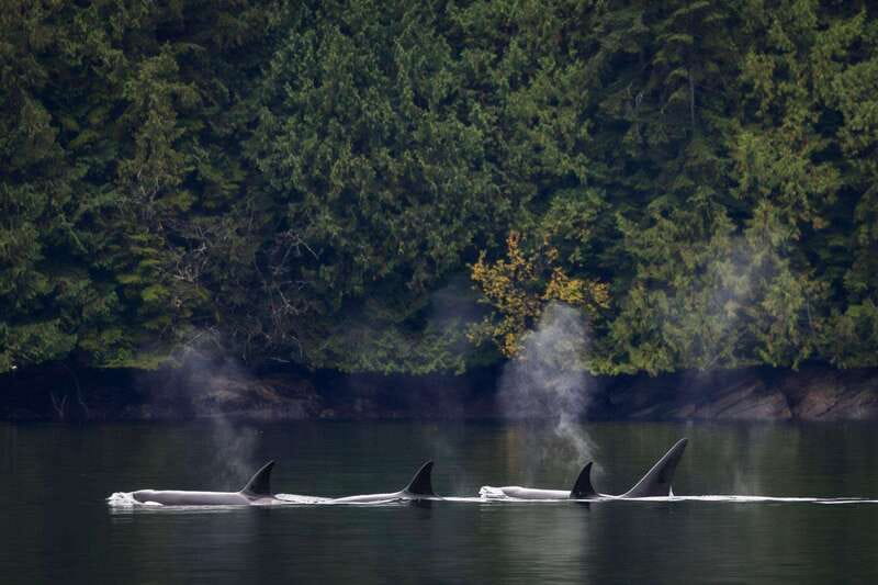 Campbell River: Whale Watching and Wildlife Viewing Day Tour - Onboard Basics You’ll Appreciate More Than You Think