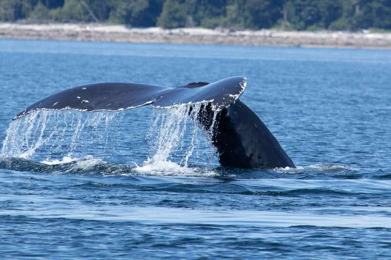 Campbell River: Whale Watching Cruise with Lunch - Key points before you go