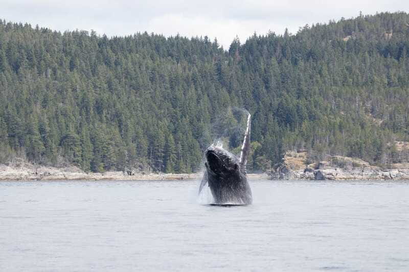 Campbell River: Whale Watching Cruise with Lunch - The land stop: a short reset that can add wildlife value