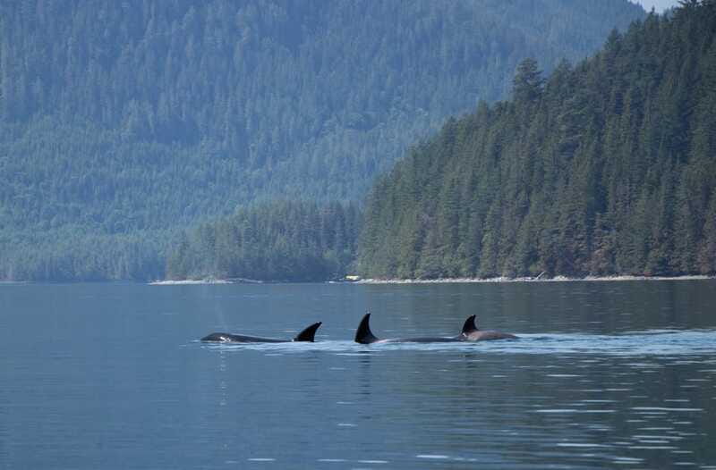 Campbell River: Whale Watching Cruise with Lunch - Getting to Discovery Harbour Marina, South entrance and F Dock