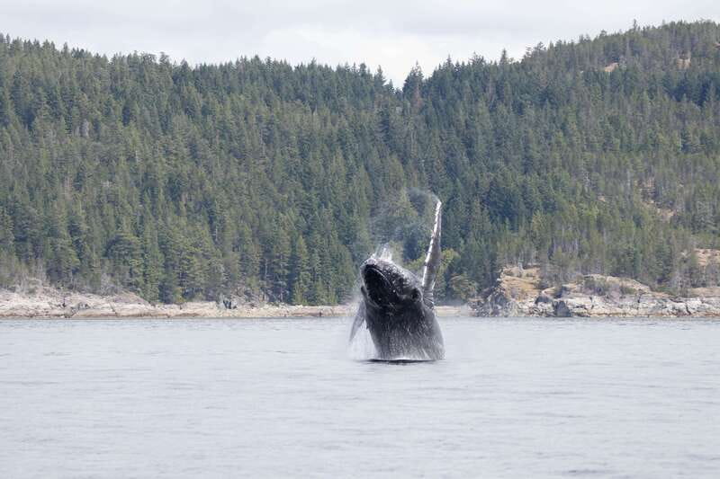 Campbell River: Whale Watching Cruise with Lunch - The boat details that matter on a cold Pacific day