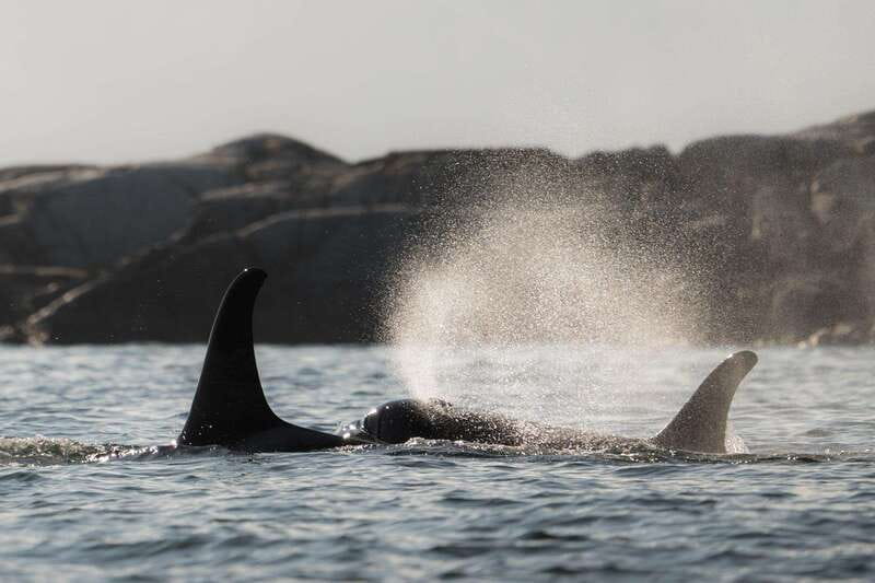Campbell River: Whale & Wildlife Discovery Cruise - The route that gives you real wildlife chances