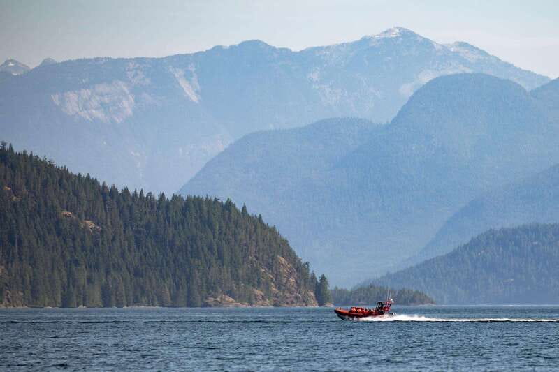 Campbell River: Whale & Wildlife Discovery Cruise - Wildlife watching that feels exciting, not chaotic