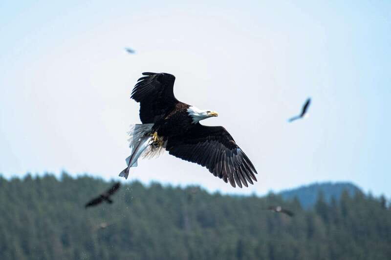 Campbell River: Whale & Wildlife Discovery Cruise - Who should book this cruise, and who might skip it