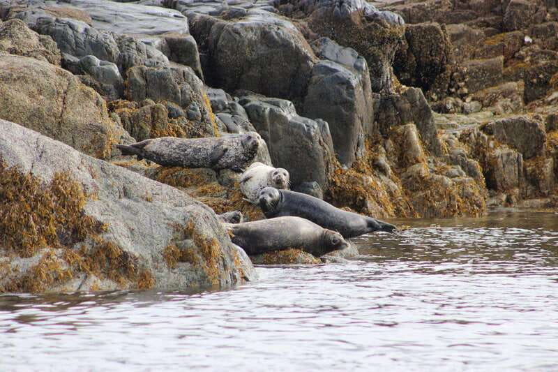 Campbell River: Whale & Wildlife Discovery Cruise - Choosing your vessel: comfort inside or open-air zodiac