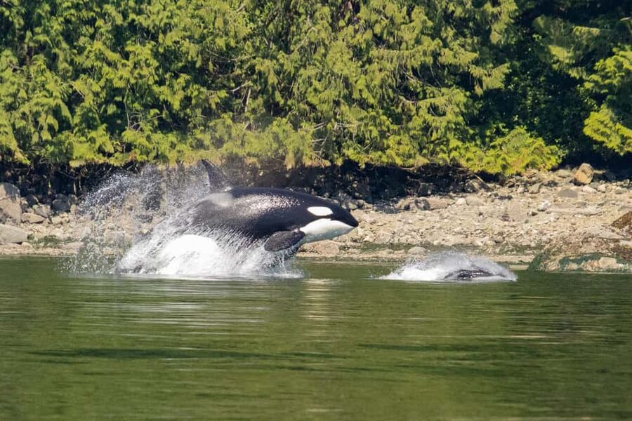 Campbell River: Whales and Wildlife Boat Tour with Snacks - Key highlights worth knowing
