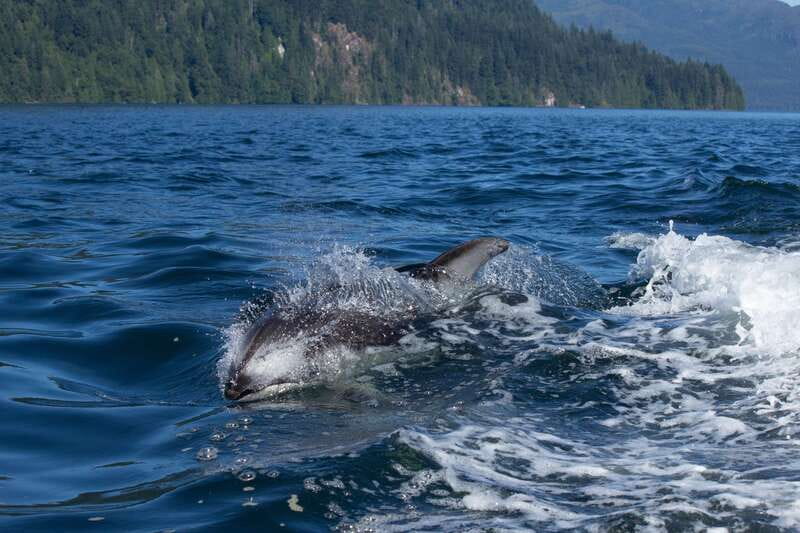 Campbell River: Whales and Wildlife Boat Tour with Snacks - Getting to Discovery Harbour Marina (and finding F Dock)