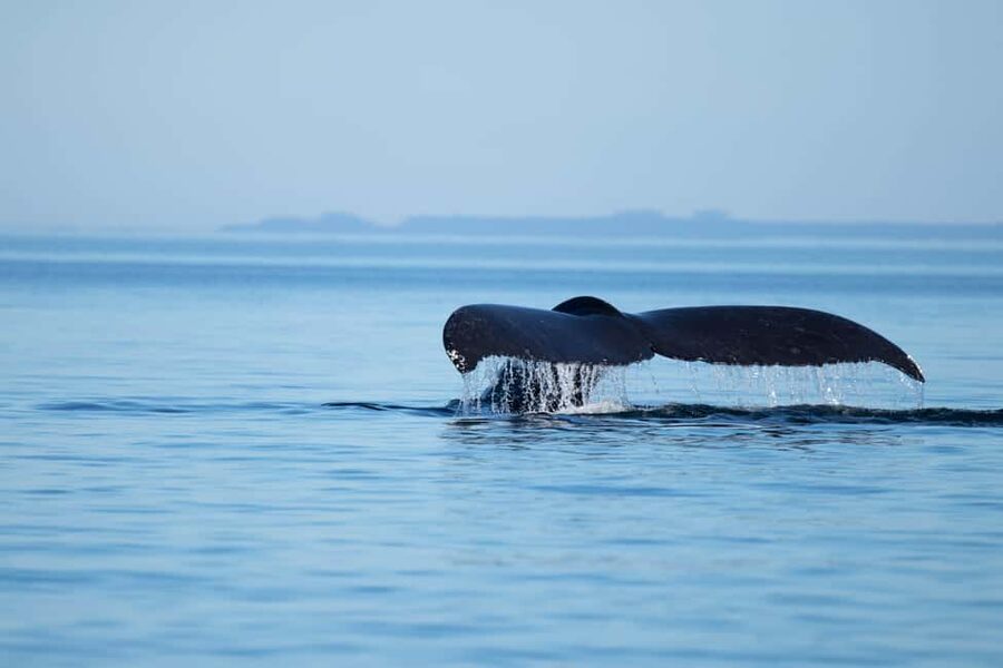 Campbell River: Whales and Wildlife Boat Tour with Snacks - What a 4-hour wildlife cruise feels like on Discovery Passage