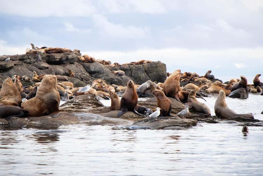 Campbell River: Whales and Wildlife Boat Tour with Snacks - Snacks, drinks, and what to pack so you stay comfortable