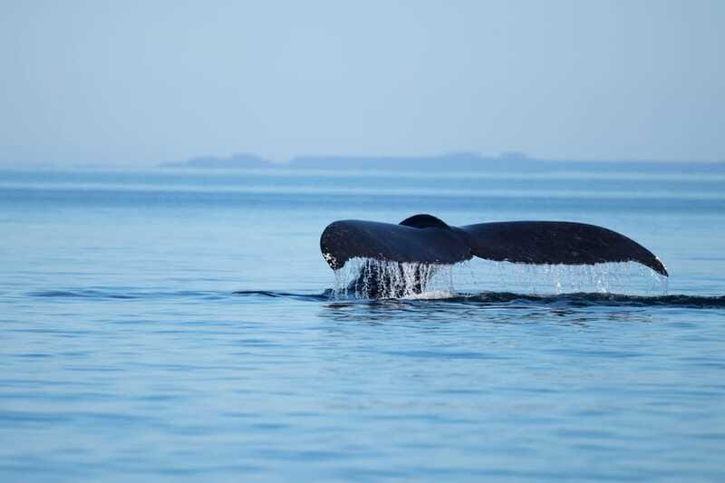 Campbell River: Whales and Wildlife Boat Tour with Snacks - Price and value: does $160 make sense for a 4-hour outing?