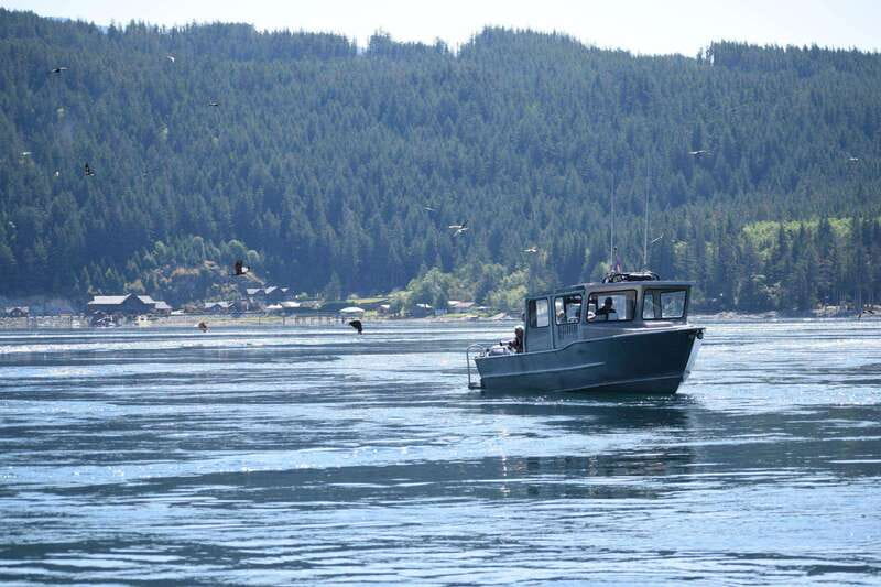 Campbell River: Whales and Wildlife Boat Tour with Snacks - Who this Campbell River wildlife tour is perfect for