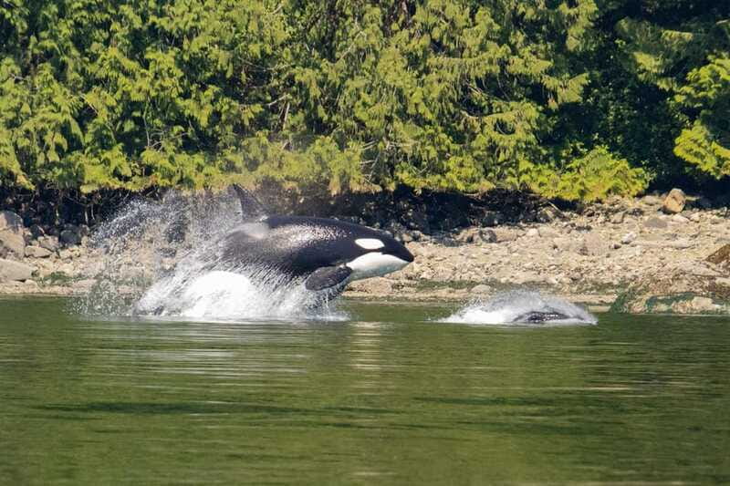 Campbell River: Whales and Wildlife Boat Tour with Snacks - Should you book this tour?