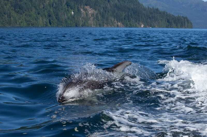 Campbell River: Whales and Wildlife Boat Tour with Snacks - FAQ
