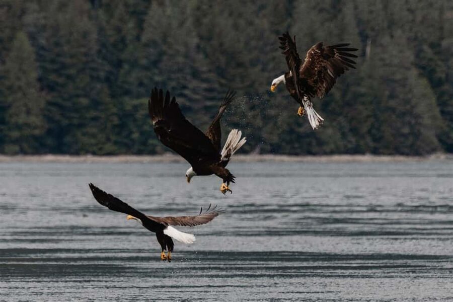 Campbell River: Whales and Wildlife Boat Tour with Snacks - The boat setup: 30-foot aluminum landing craft, heated cabin, onboard bathroom