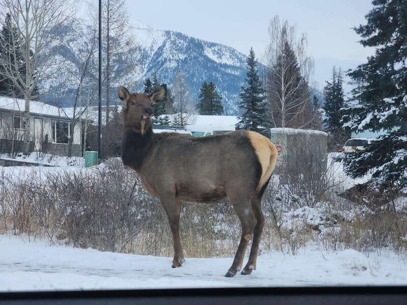 Canmore/Banff: Explore Banff & Wildlife - A 4-Hour Banff Wildlife Plan That Fits Real Schedules