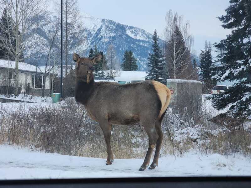 Canmore/Banff: Explore Banff & Wildlife - Who This Tour Is For, and Who Should Skip It