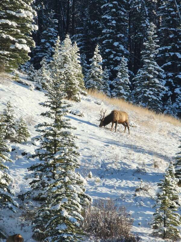 Canmore/Banff: Explore Banff & Wildlife - The $69 Value: Park Access, Transport, and Guide Time