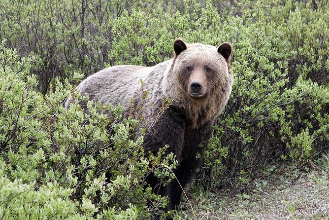 Canmore: LOST TOWNS and Untold Stories - Hiking Tour 3hrs - Wildlife safety that feels practical, not performative