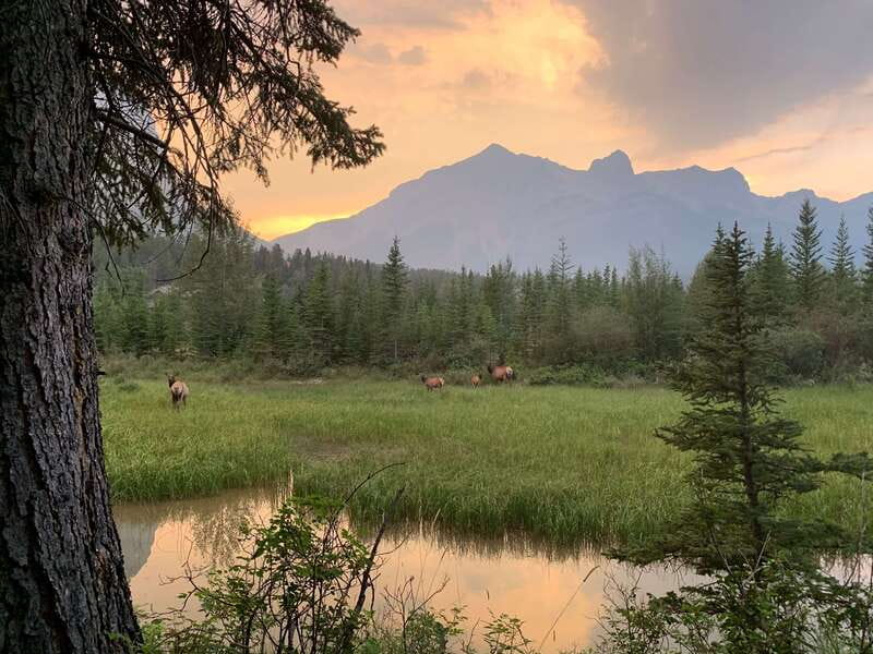 Canmore: PRIVATE SAFARI Drive to BANFF Park & Nature Walk - Nature Walks That Match Your Fitness, and How Weather Changes It
