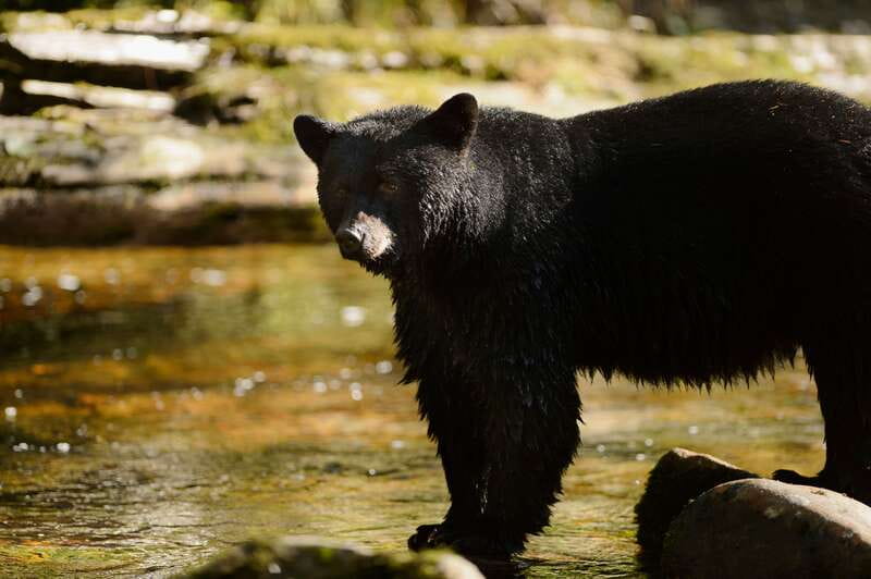 Canmore: PRIVATE SAFARI Drive to BANFF Park & Nature Walk - The 4-Hour Flow: Scenic Drives, Park Access, Then a Custom Walk
