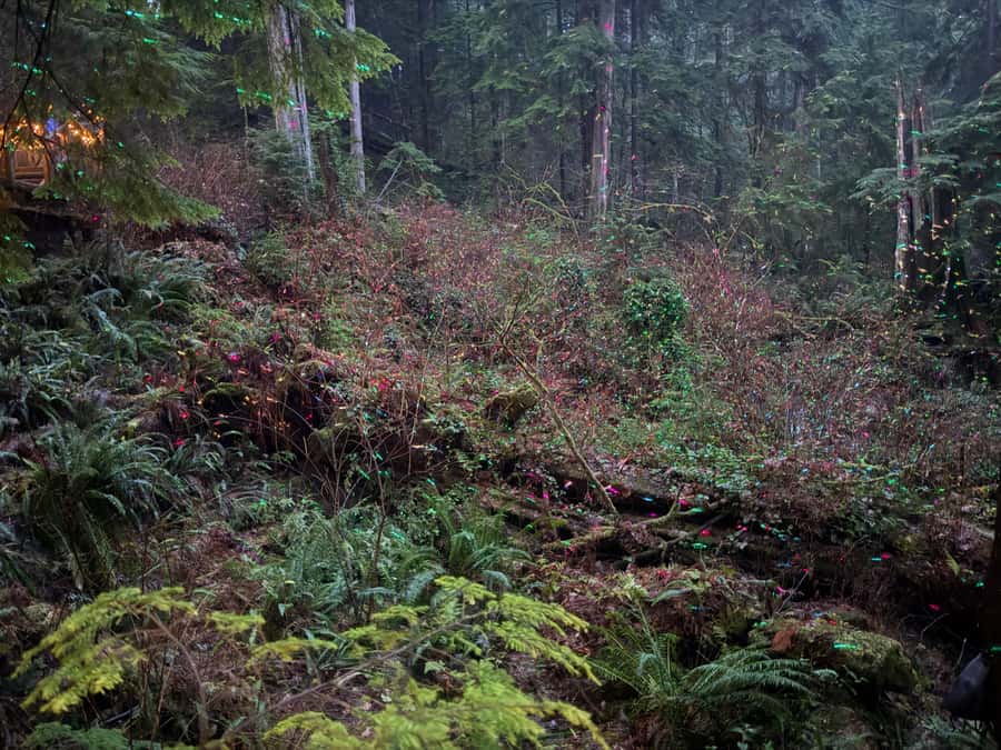 CANYON LIGHTS+Capilano Suspension Bridge/Small Group/CAR - Raptor show and the nature-focused moments