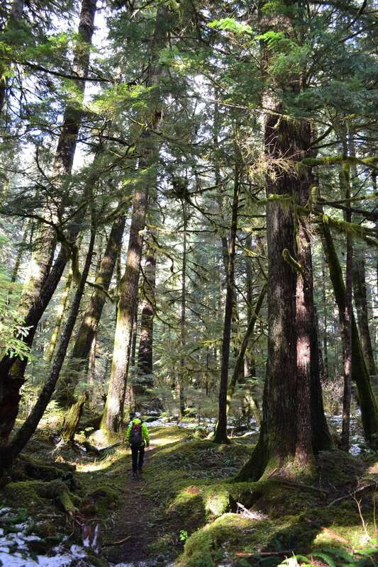 Cape Scott: San Josef Bay Day Hike with Scenic Drive - Old-Growth Forest Trail to the Beach: Mild, Well Kept, and Photo-Friendly