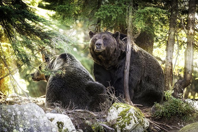 Capilano Suspension Bridge + Grouse Mountain Tour - Grouse Mountain: Skyride up, Peak of Vancouver views, and the bear encounter