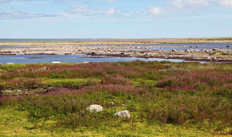 Churchill: Exclusive Tundra Buggy Day Trip - Wildlife you should keep your eyes on beyond the big cats of the north