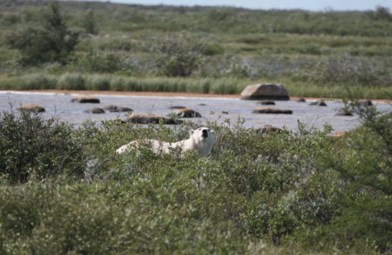 Churchill: Exclusive Tundra Buggy Day Trip - Food, breaks, and the tiny comforts that keep the day enjoyable