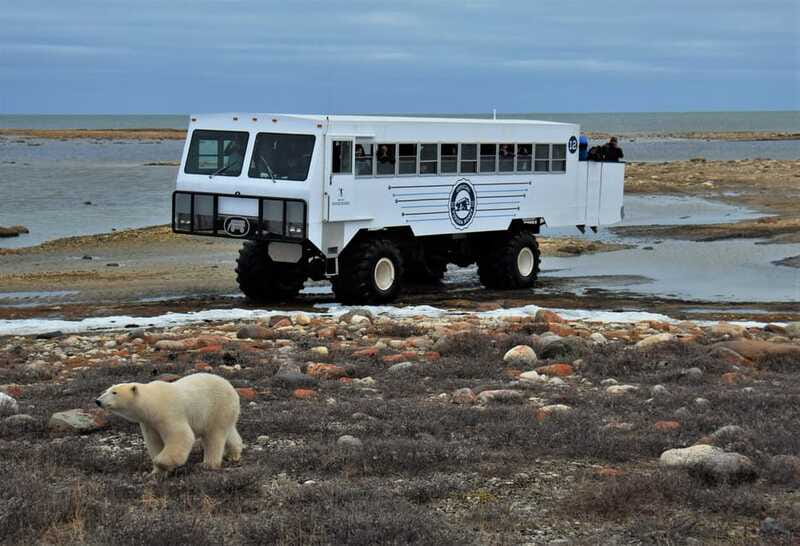 Churchill: Exclusive Tundra Buggy Day Trip - Who this tour fits best