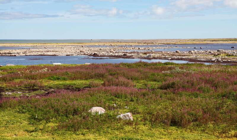 Churchill: Exclusive Tundra Buggy Day Trip - The 6-hour Tundra Buggy experience, what it actually gives you