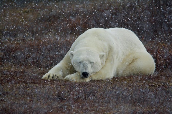 Classic Churchill Polar Bear Experience - Key Highlights You Actually Feel