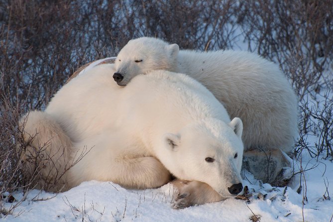 Classic Churchill Polar Bear Experience - Winnipeg to Churchill, and Why This Trip Starts Early