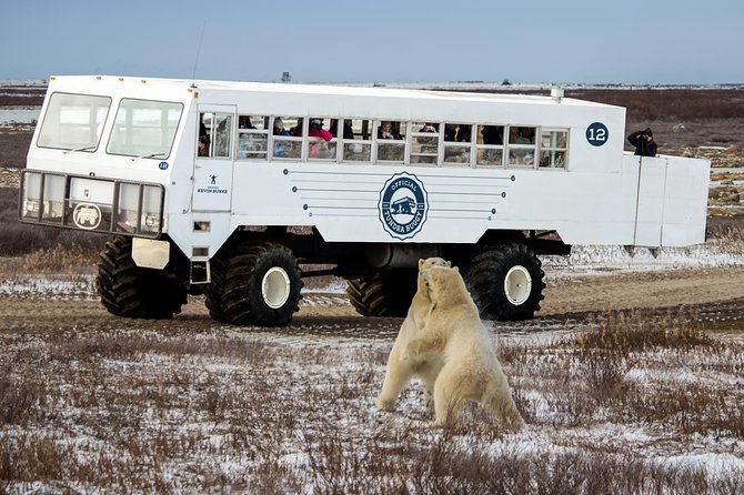 Classic Churchill Polar Bear Experience - Food, Energy, and the Pace of a 6-Day North Trip