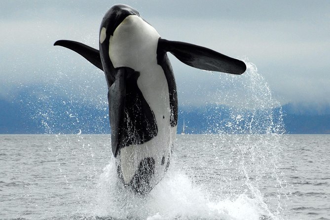 Cowichan Bay Half Day Whale & Wildlife Adventure - Why Cowichan Bay Often Feels Like the Best Bet for Orcas