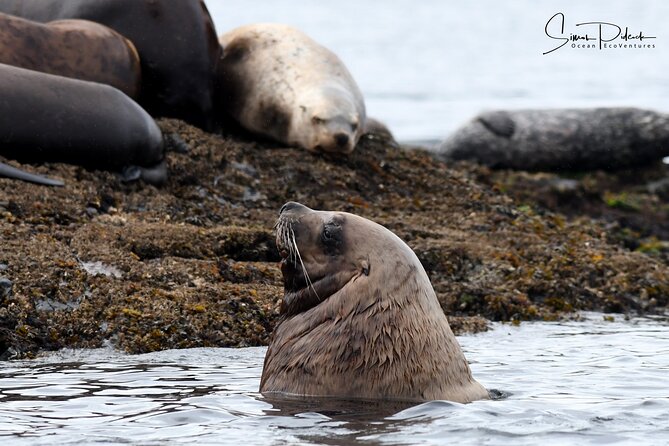 Cowichan Bay Half Day Whale & Wildlife Adventure - Cowichan Bay’s Whale Watching Sweet Spot for Killer Whales