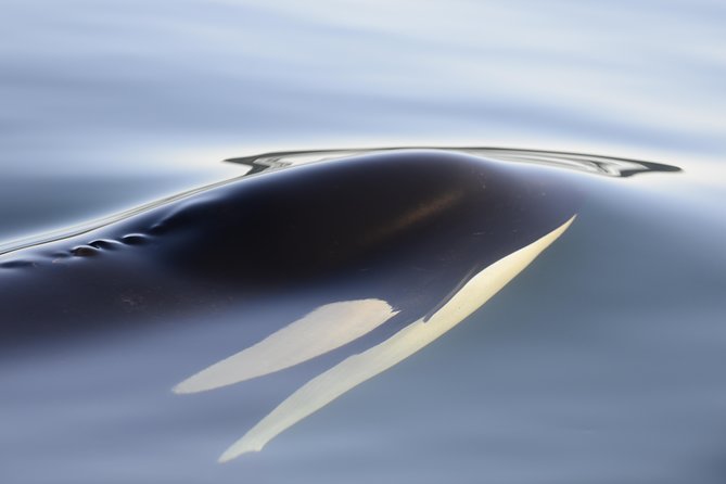 Cowichan Bay Half Day Whale & Wildlife Adventure - Small Private Tour Energy: Why Group Size Changes Everything