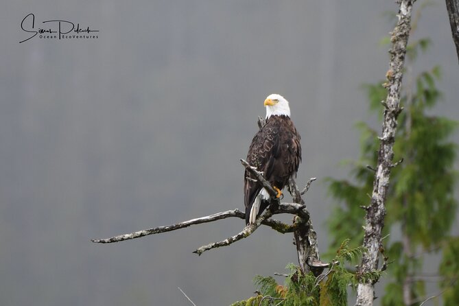 Cowichan Bay Half Day Whale & Wildlife Adventure - Who Should Book This Cowichan Bay Whale and Wildlife Adventure