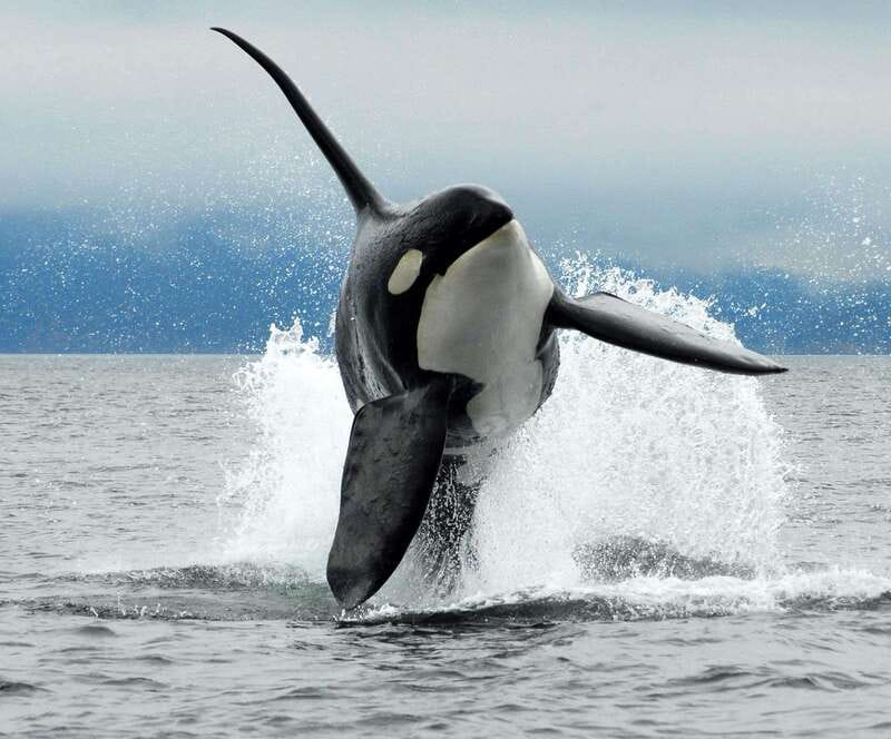 Cowichan Bay: Half-Day Whale & Wildlife Adventure - Weather and comfort: why the suit is the real deal