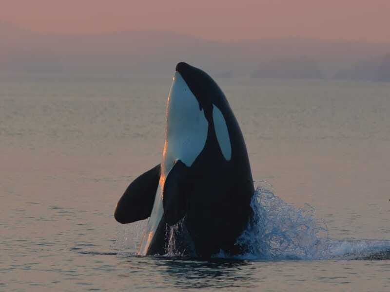 Cowichan Bay: Half-Day Whale & Wildlife Adventure - Who this tour suits, and who should choose something else