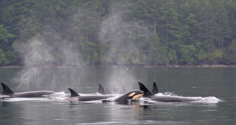 Cowichan Bay: Half-Day Whale & Wildlife Adventure - Price and value: is $155 worth a 3.5-hour whale watch?