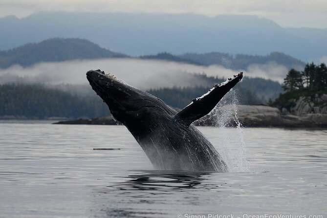 Cowichan Bay: Half-Day Whale & Wildlife Adventure - Small boat, maximum 12 people: how that changes your whale watch