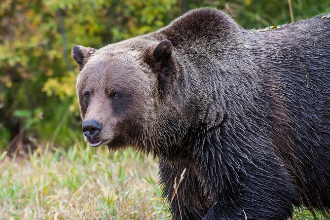 Discover Grizzly Bears from Banff - Banff morning pickup: how the timing and group size work