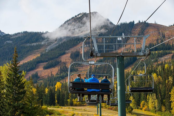 Discover Grizzly Bears from Banff - Kicking Horse Mountain chairlift and the Boo grizzly refuge encounter