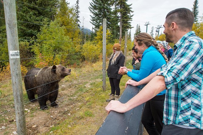Discover Grizzly Bears from Banff - What’s included, and how the lift-and-bridge details can change by year