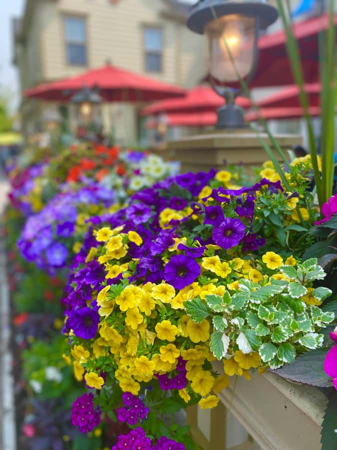 Discovery Tour: From Niagara Falls to Niagara-on-the-Lake - Queen Street self-guided hour: how to spend it without wasting time