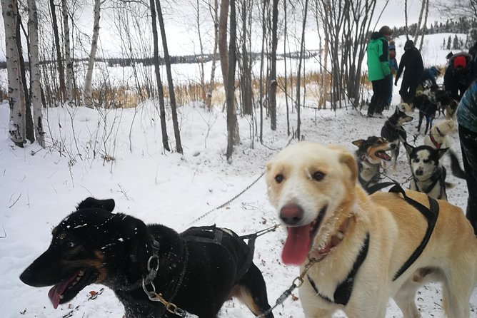 Dog Sledding - Key things you will remember