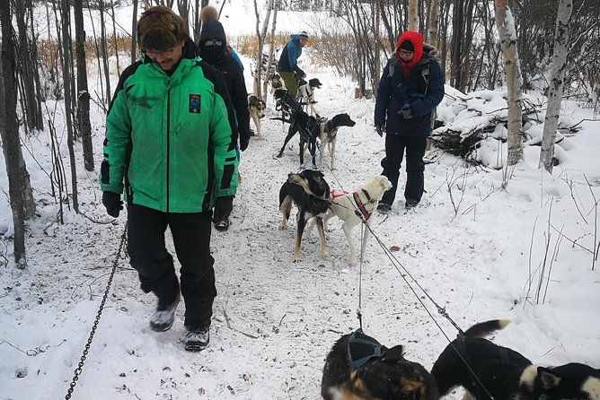 Dog Sledding - The short ride vs the full experience